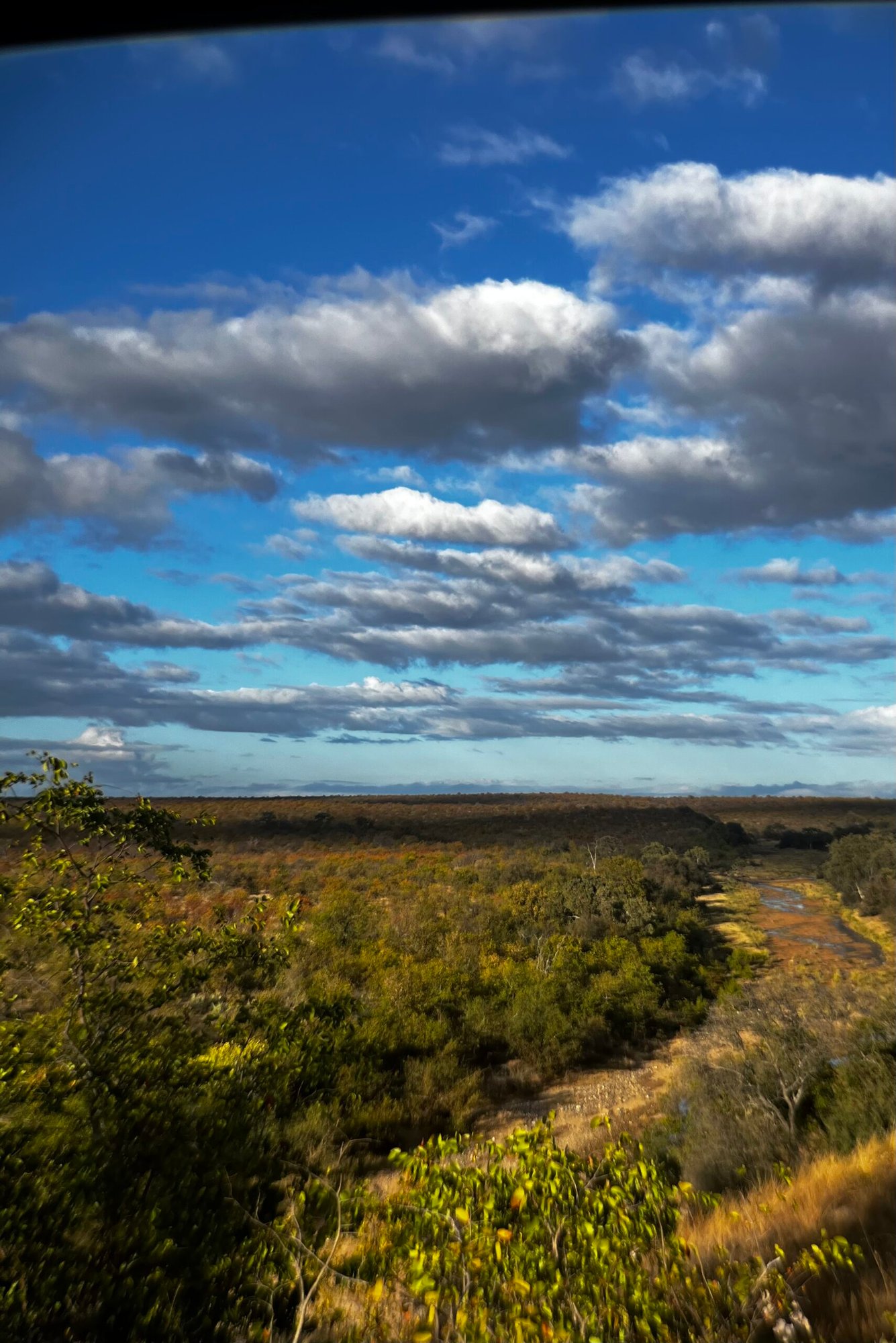 Mopane bushveld with a backdrop of blue sky and white clouds.