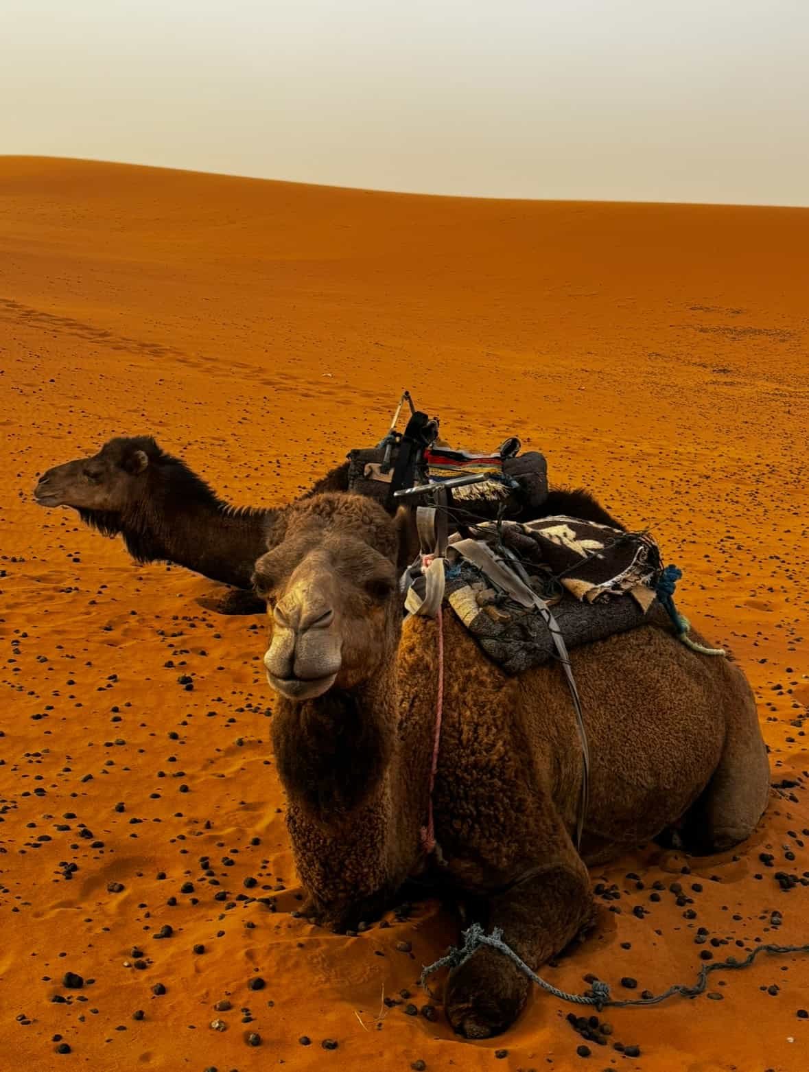ALT text: Two camels with riding gear sitting on orange desert sand at sunset.