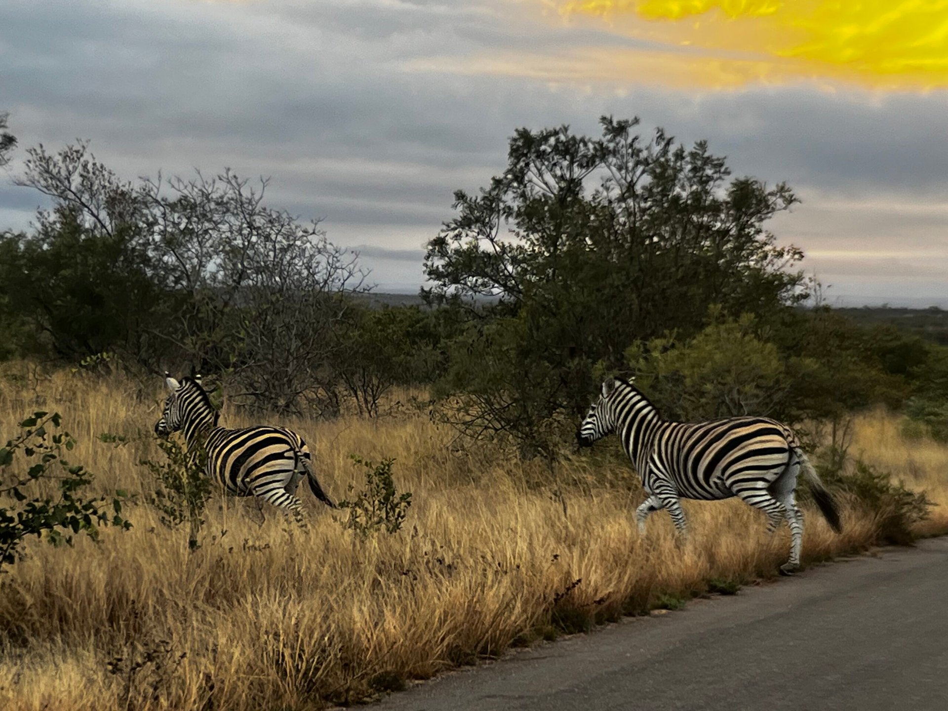 Guided safari, game reserve or self-drive?