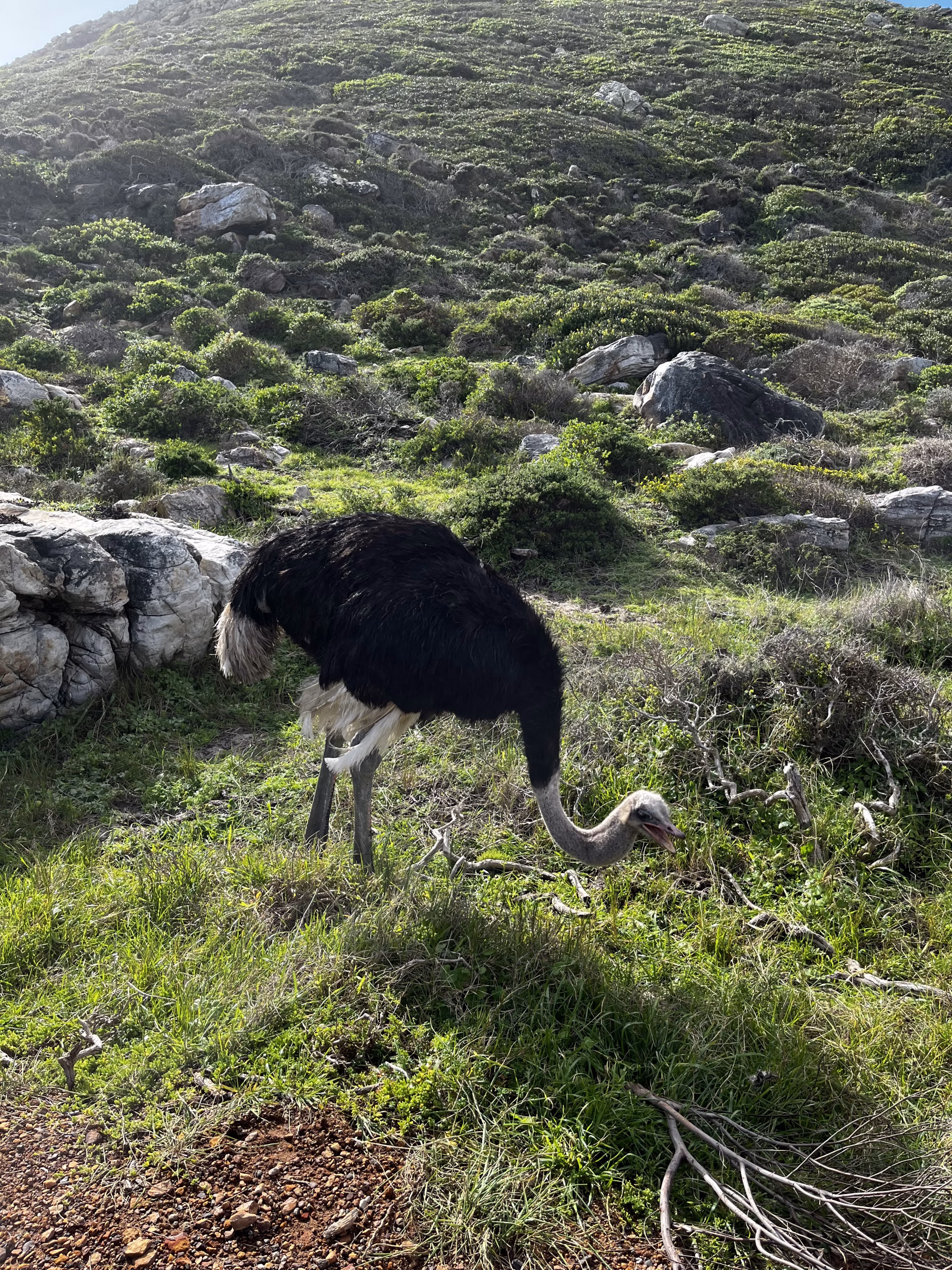 Ostrich at Table Mountain National Park, South Africa