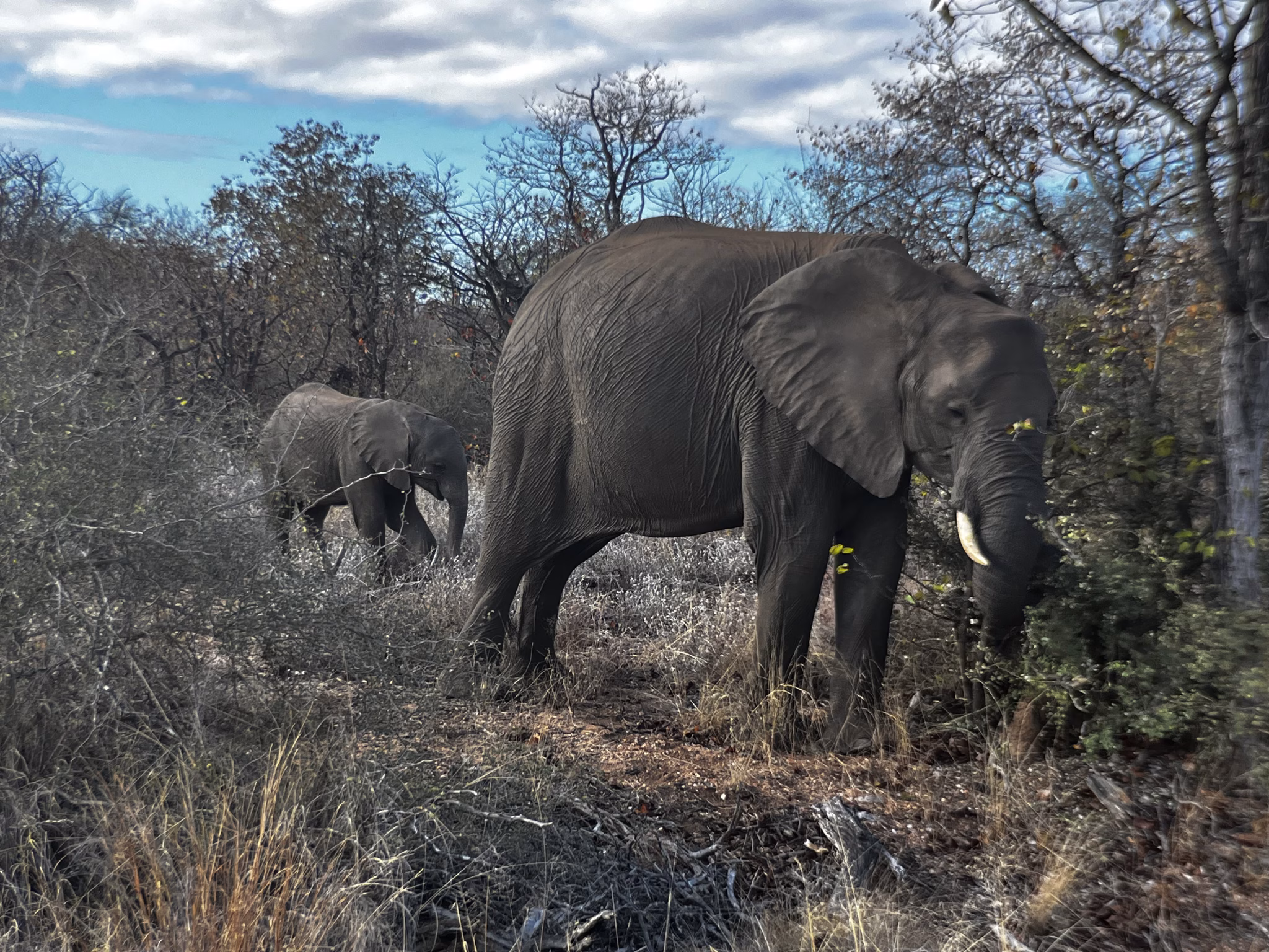 Can I still go on safari at 55+?Elephants in Kruger National Park, South Africa