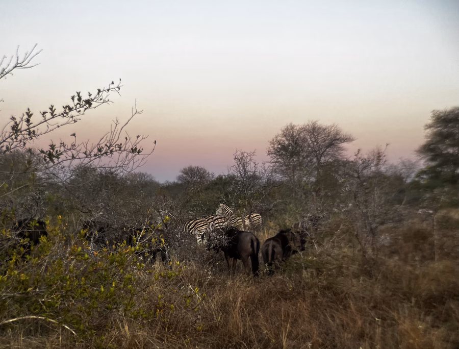Zebras and wildebeest at sunrise in Timbavati Private Game Reserve, South Africa