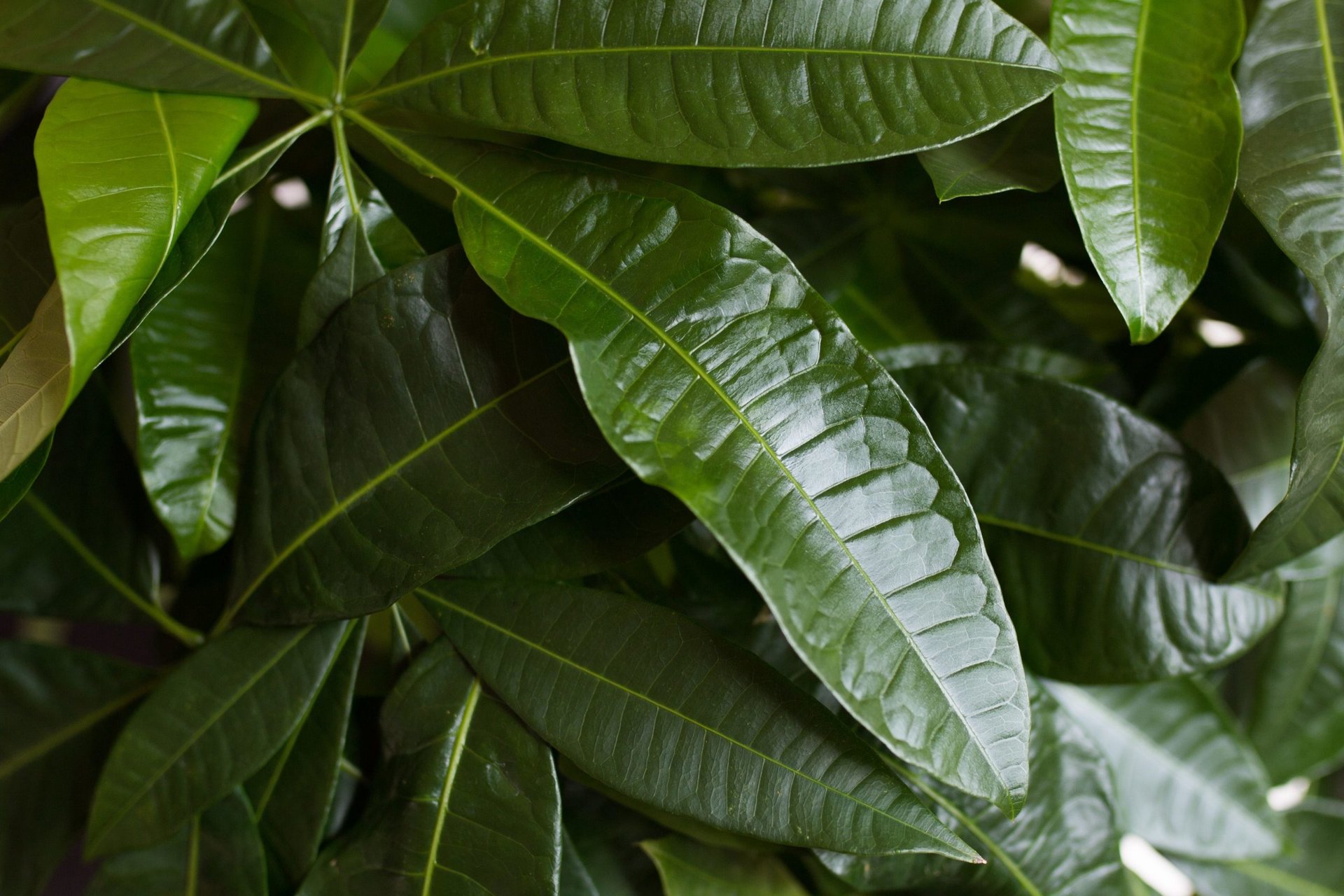 Money-Tree-Feng-Shui-Acting-Studio