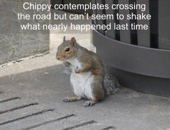 flat-squirrels-indecision-2