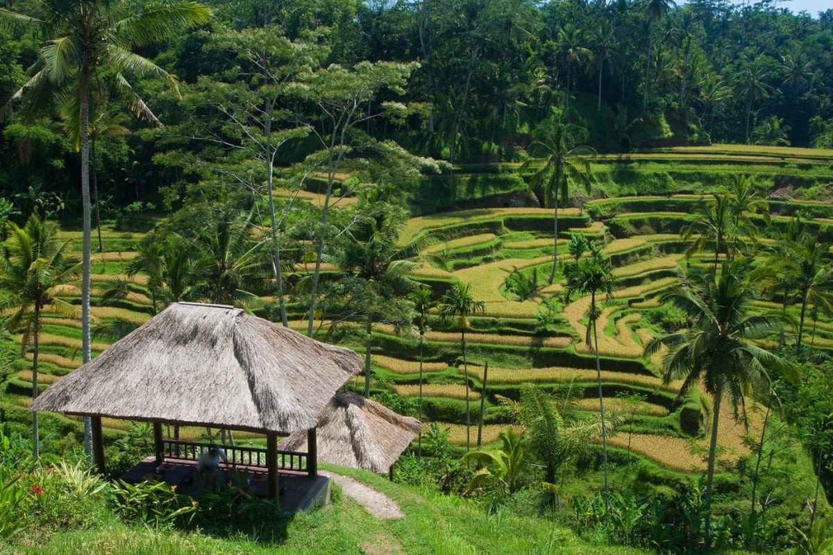 Best Restaurants in Ubud for Foodies 11 Tegallalang Rice Terrace Cafes