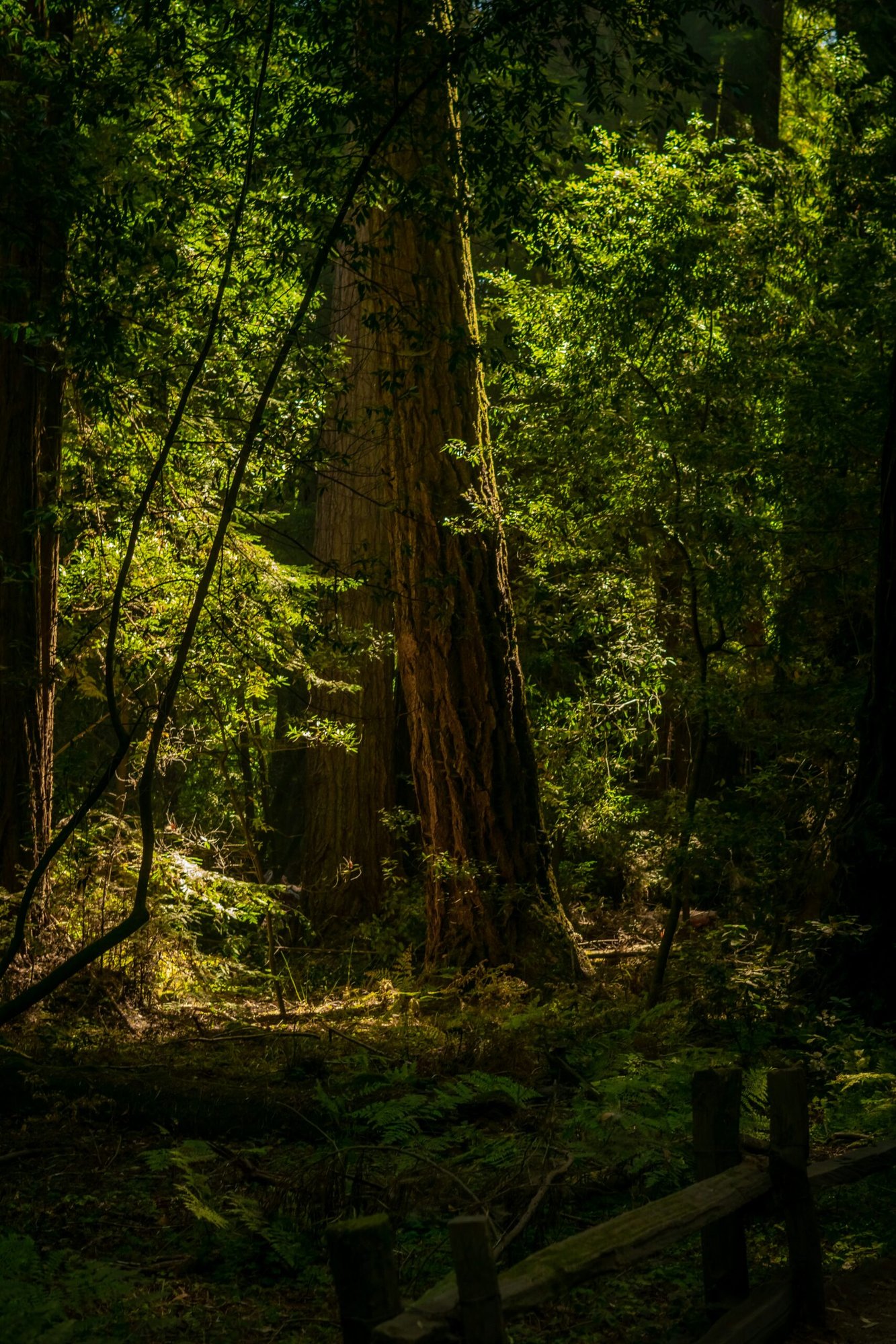 Shamansk Ljudresa & Naturnärvaro