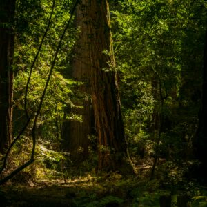 Shamansk Ljudresa & Naturnärvaro