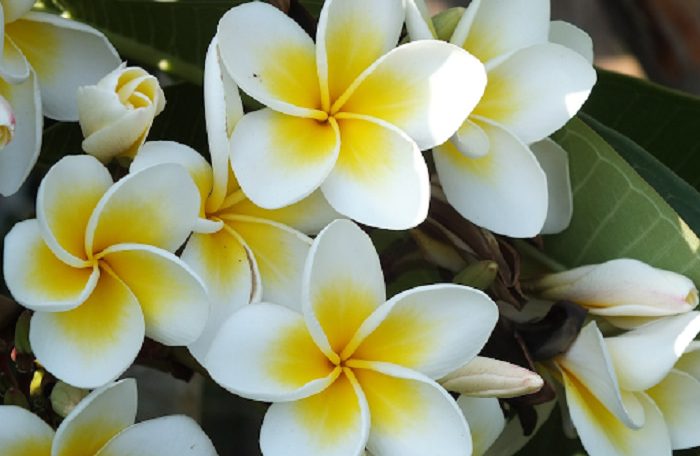 không dùng hoa đại