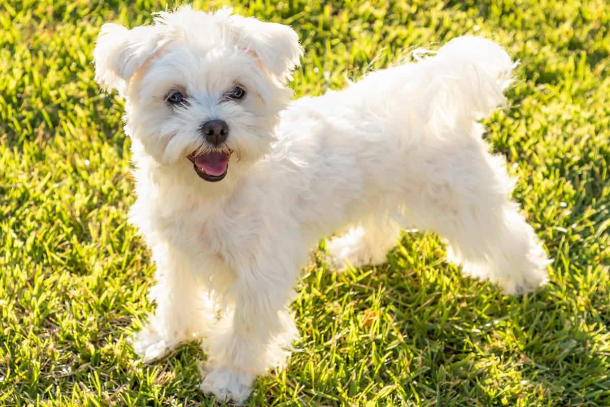 Wszystko o rasie Maltańczyk