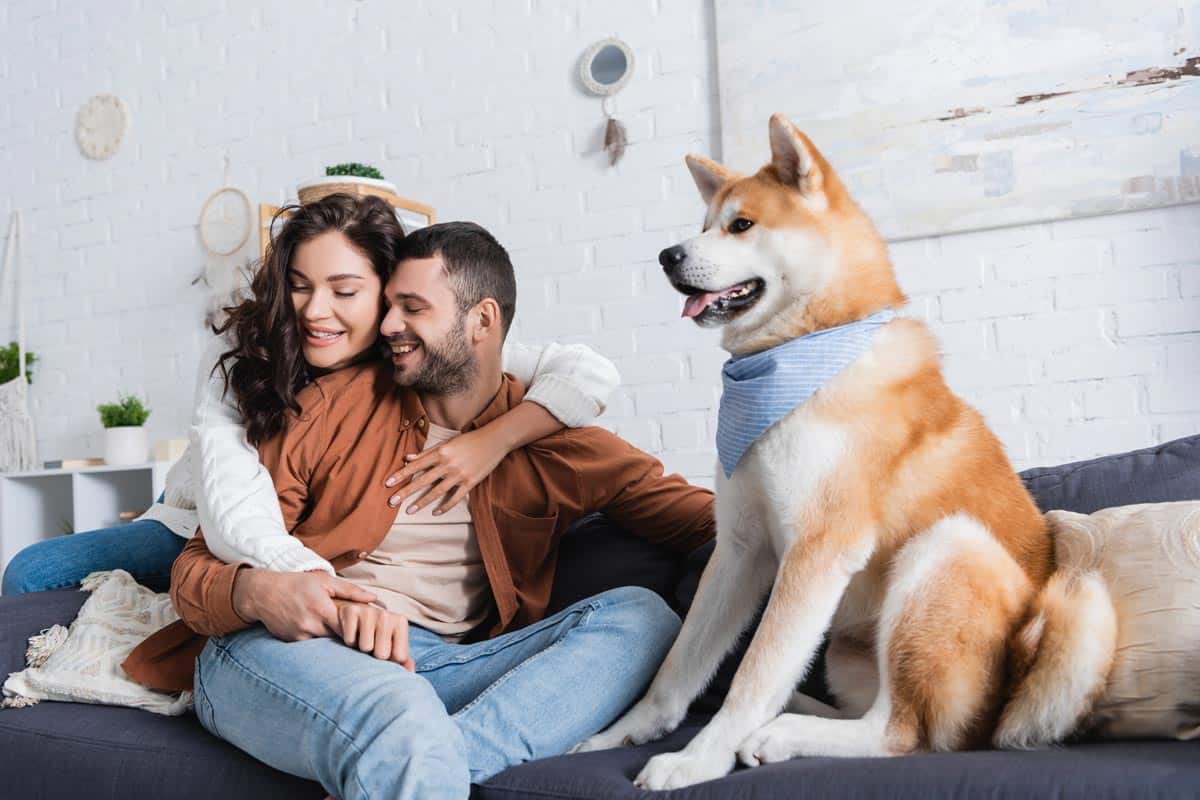 Charakterystyka psa Akita