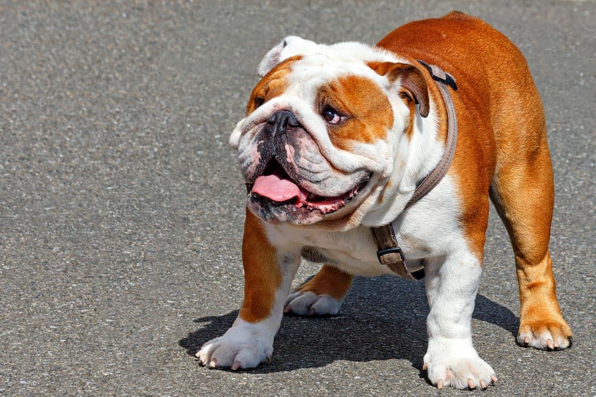 Pies Buldog angielski charakter