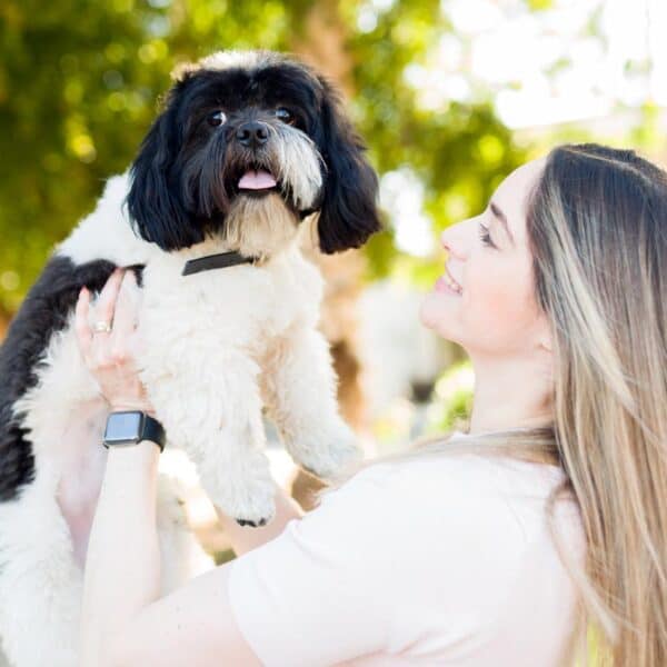 Pies Shih tzu czarny