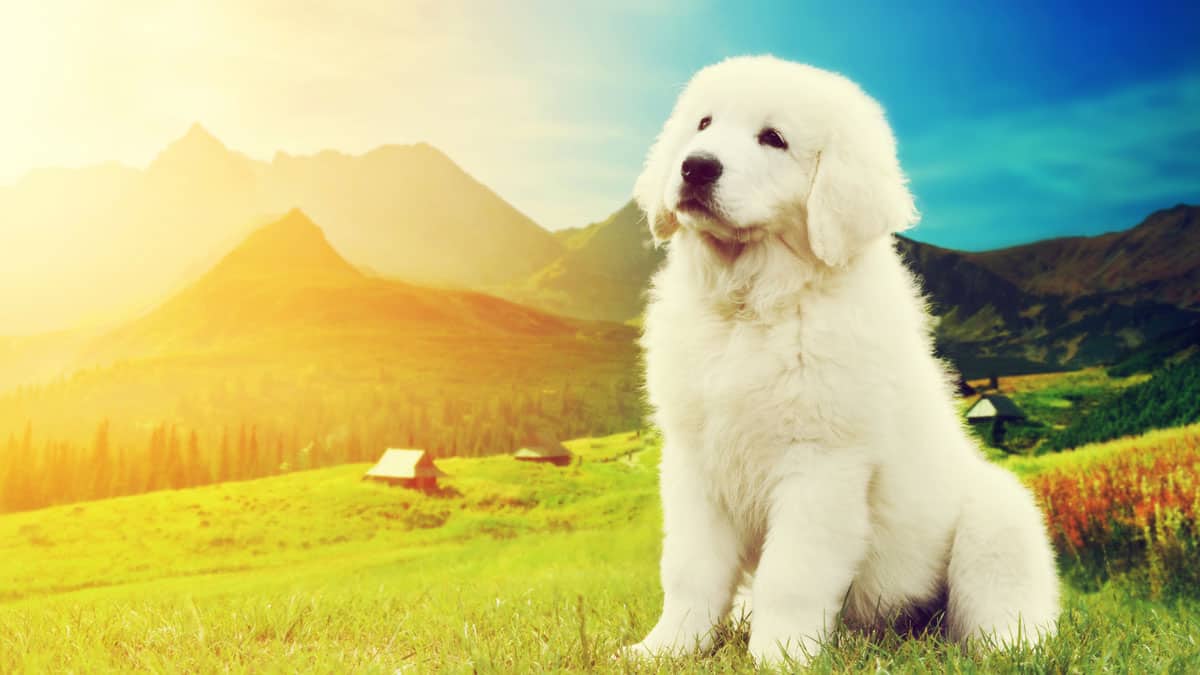 owczarek podhalański