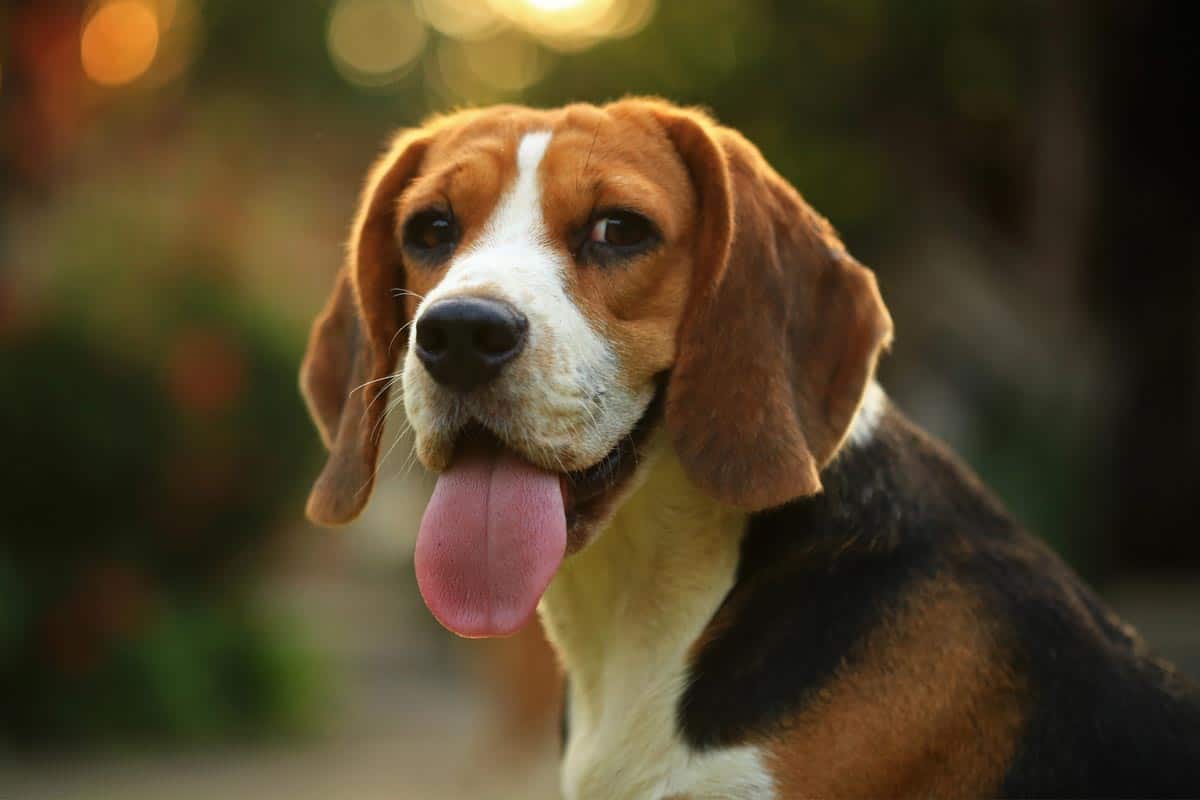 Beagle piesek