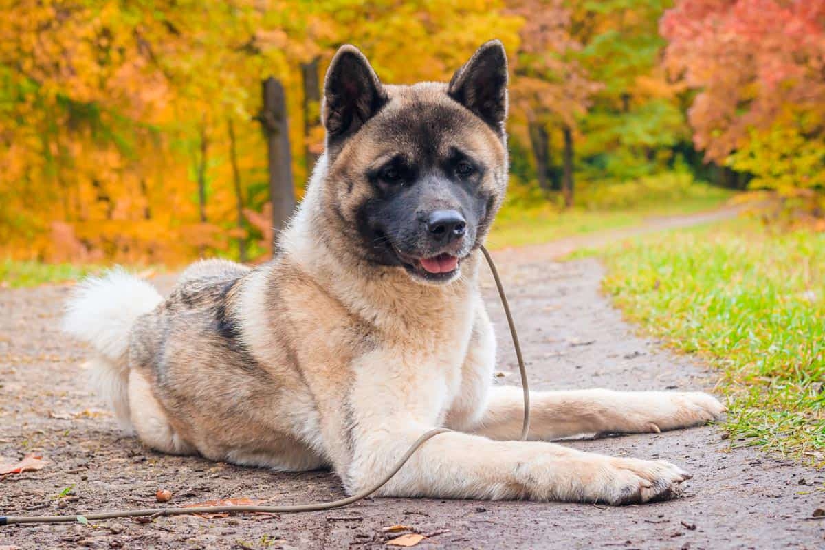 Charakterystyka psa Akita Akita amerykańska