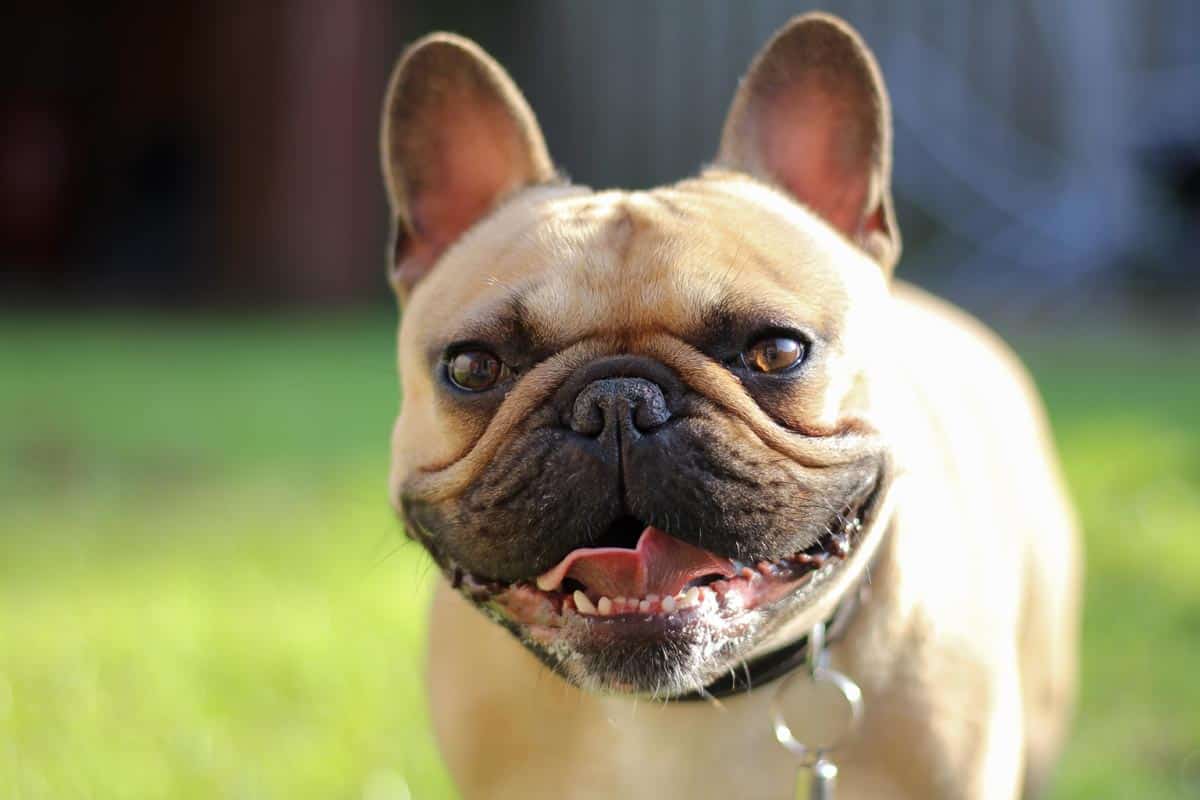 Czy Buldog Francuski to idealny pies dla Ciebie