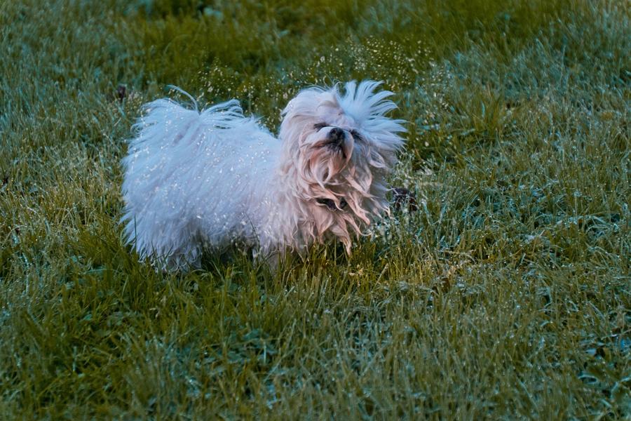 Pochodzenie maltańczyka Pochodzenie maltańczyka