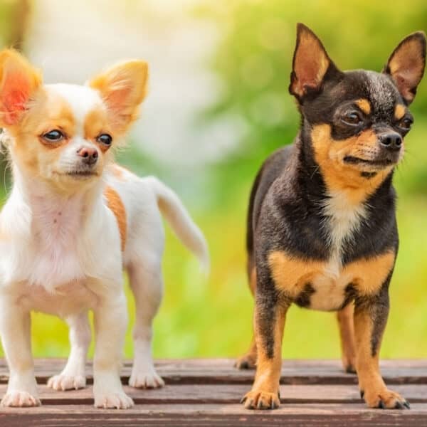 Chihuahua najmniejszy pies świata