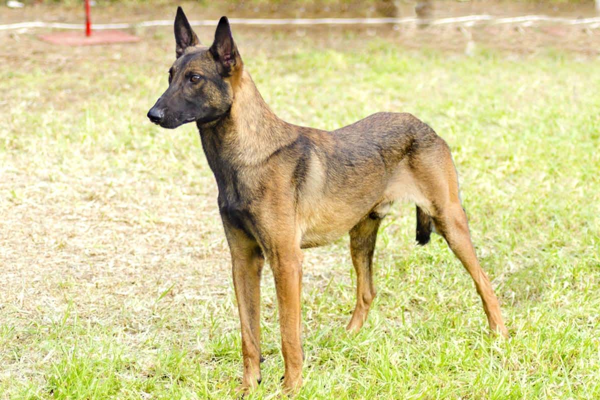 Owczarek Belgijski charakter