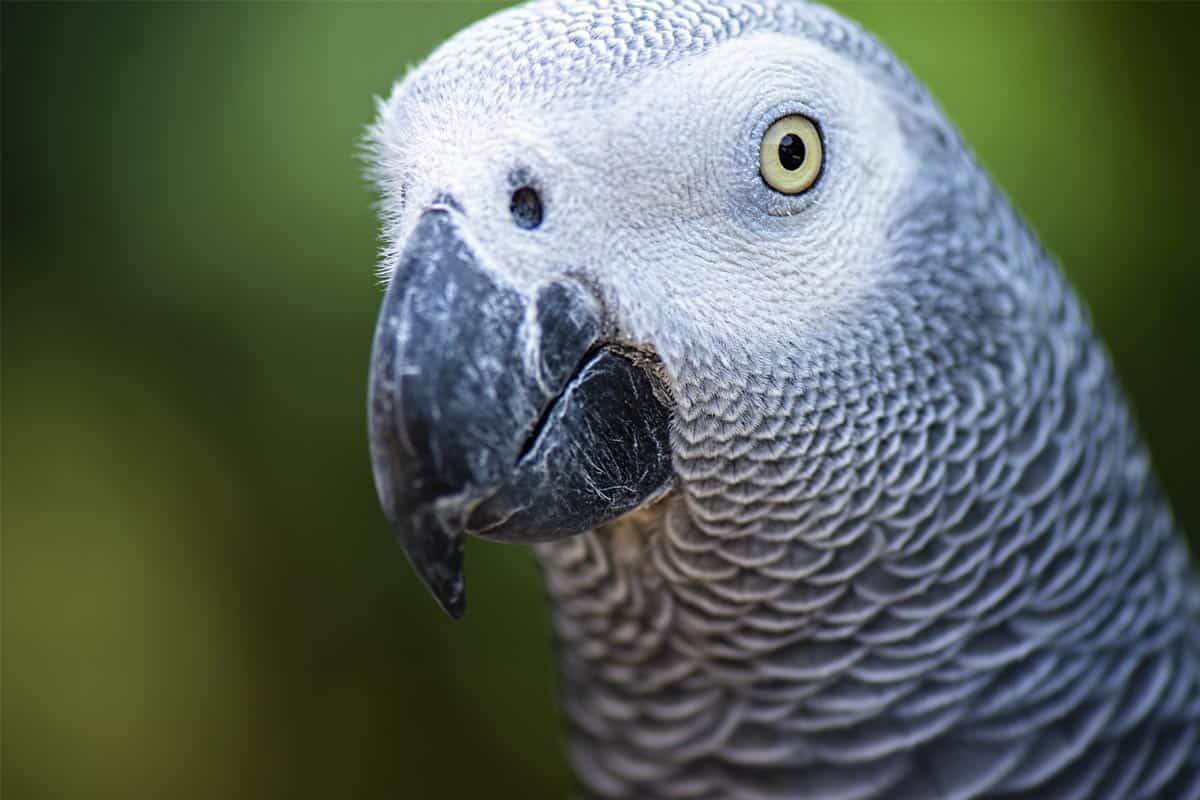 Szara papuga żako cena