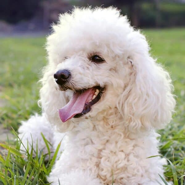 pudelek miniaturowy i standardowy