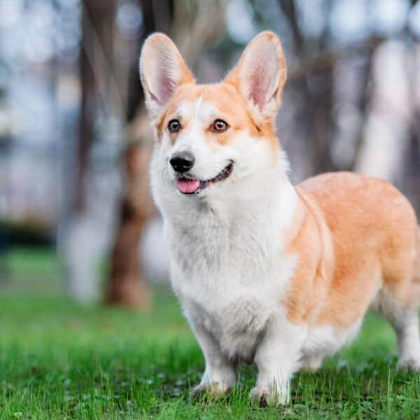 Rasa psa Pembroke Welsh Corgi