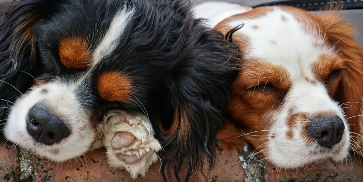 małe psy rasy do mieszkania