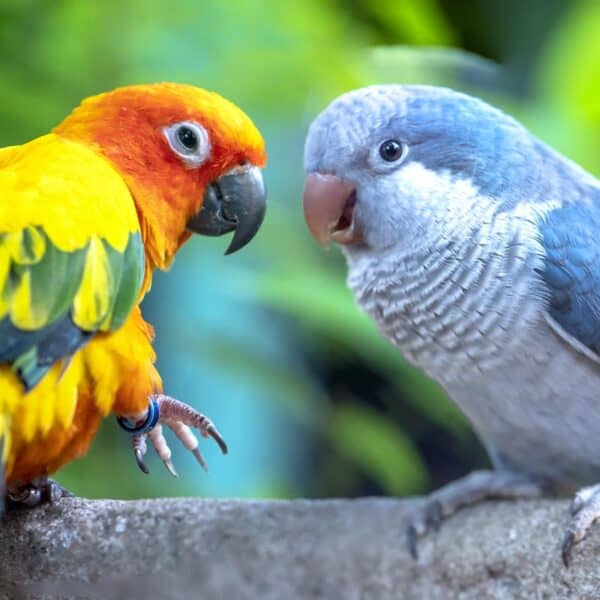 Papugi gatunki do domu