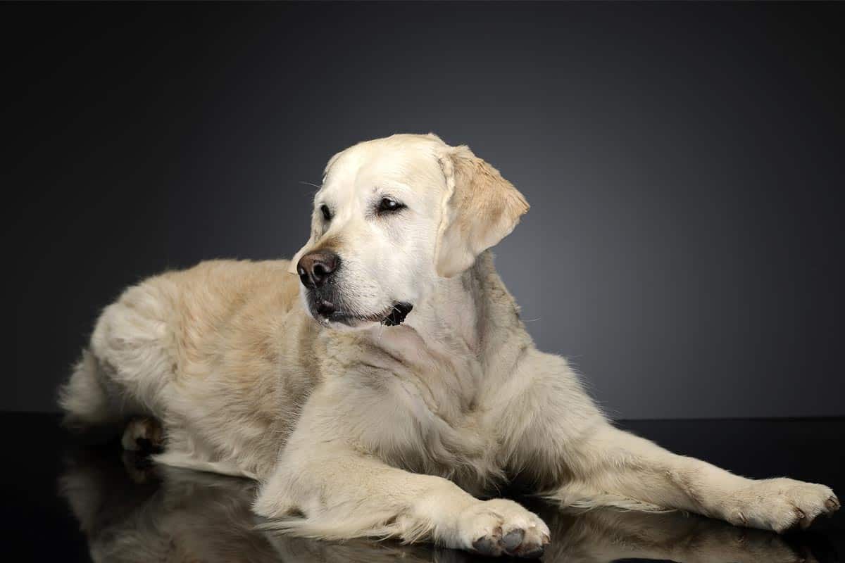 labrador retriever usposobienie