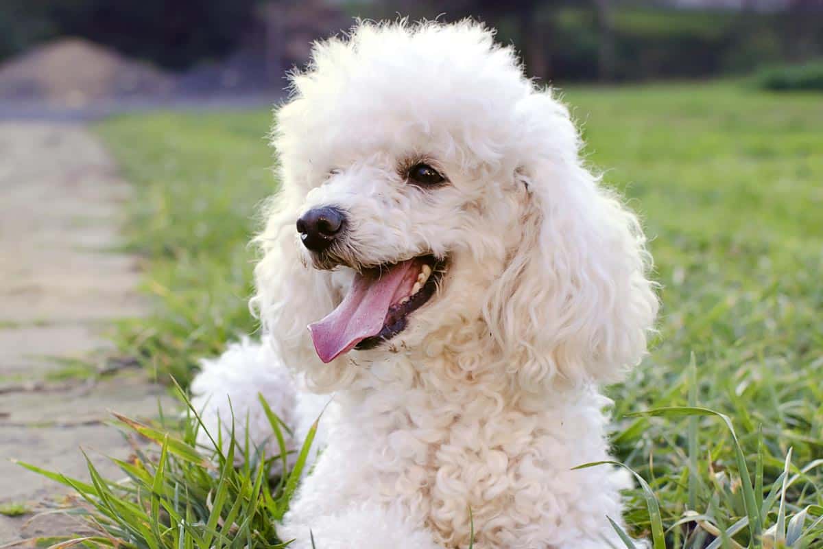 pudelek miniaturowy i standardowy