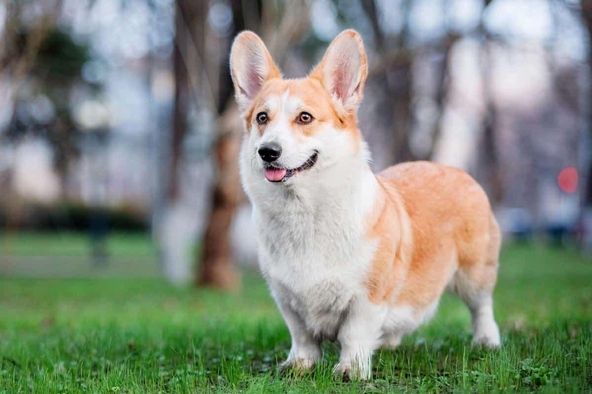 Rasa psa Pembroke Welsh Corgi