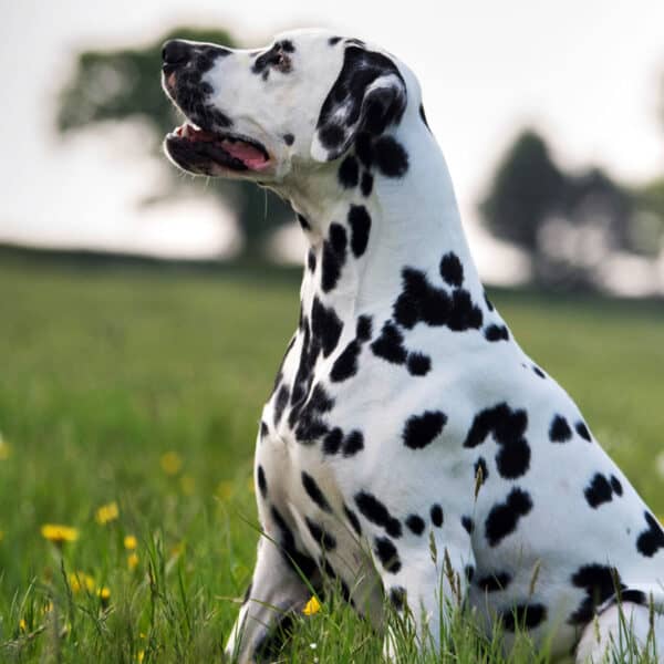 Dalmatian delmatynczyk