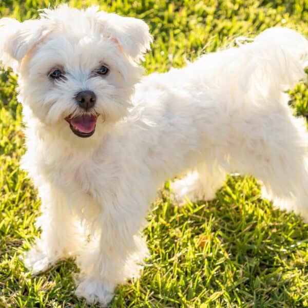 Wszystko o rasie Maltańczyk