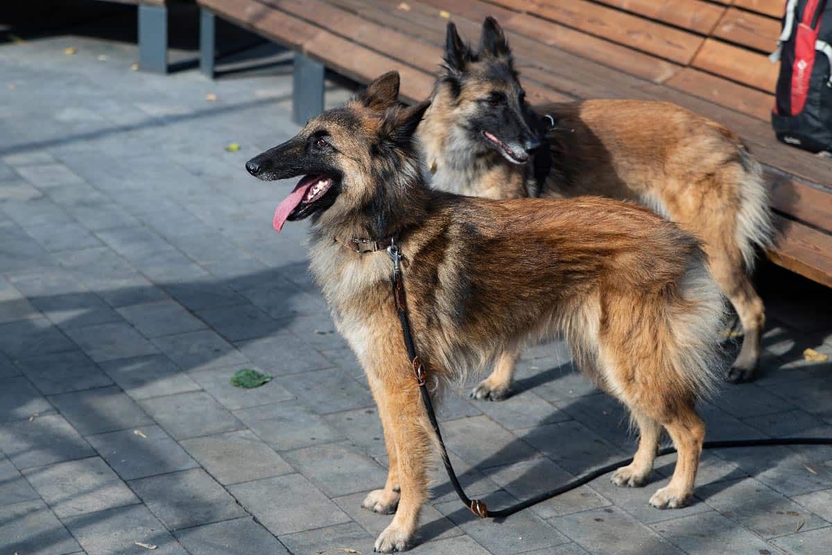 Wielozadaniowy pies pasterski belgijski pies pasterski