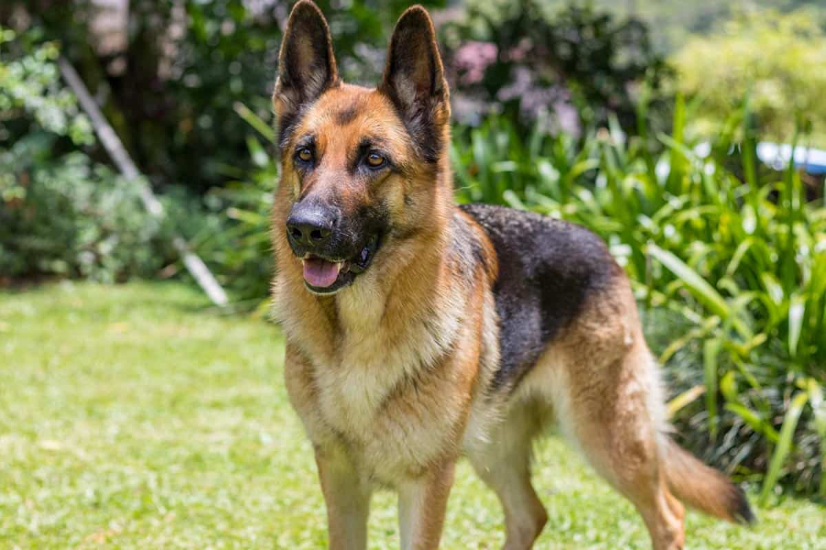 Wilczur pies - Owczarek niemiecki