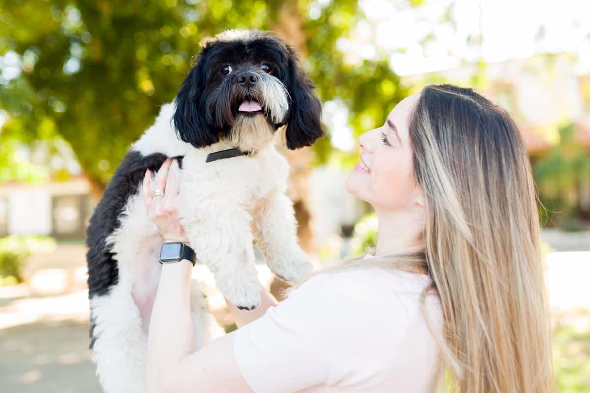 Pies Shih tzu czarny