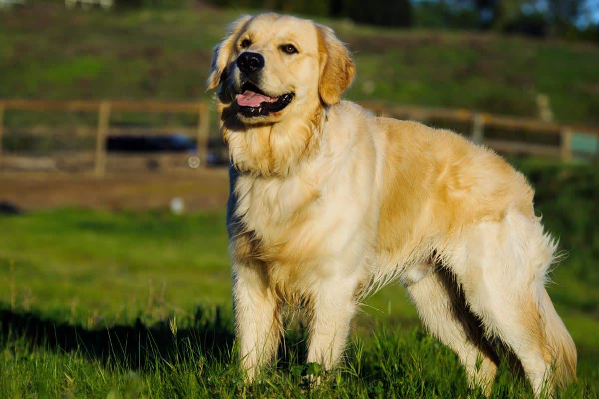 Rasa Golden retriever
