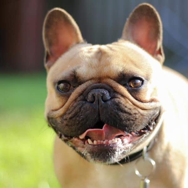 Czy Buldog Francuski to idealny pies dla Ciebie