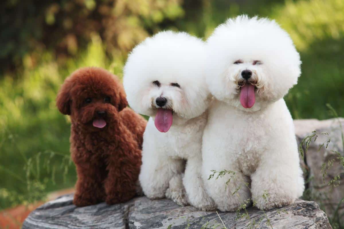 pudel brązowy i biały