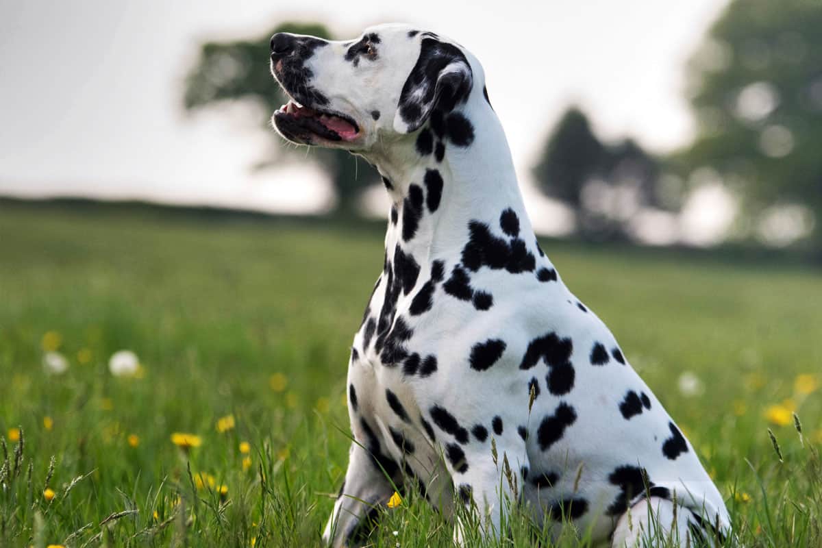 Dalmatian delmatynczyk