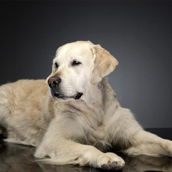 labrador retriever usposobienie