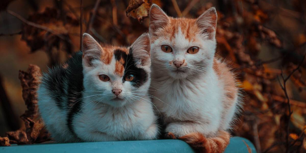 rasy kotów domowych