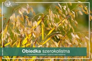 trawa obiedka szerokolistna uprawa i wymagania