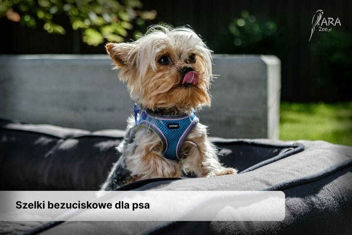 szelki bezuciskowe dla psa