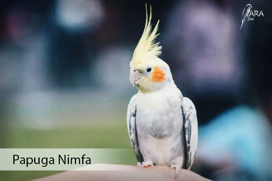 papuga nimfa cena