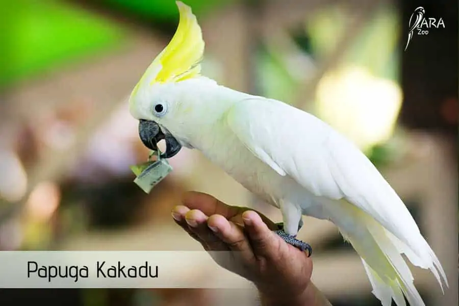 Papuga Kakadu ile kosztuje